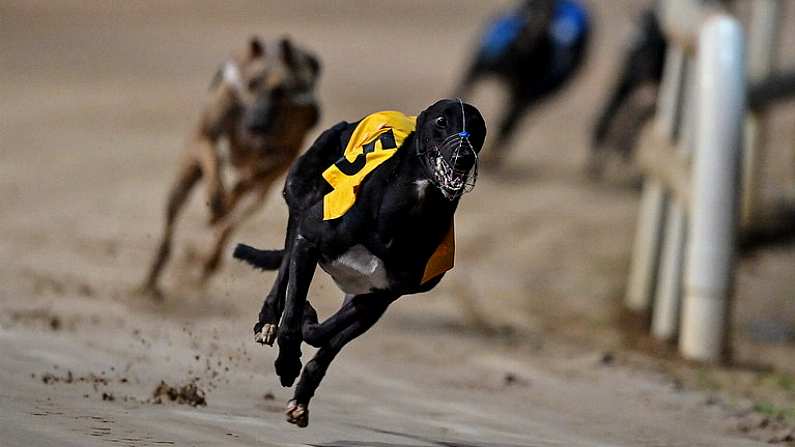 24 September 2022; Kildare on the way to winning Michael Fortune Memorial Derby Plate Final during the 2022 BoyleSports Irish Greyhound Derby Final meeting at Shelbourne Park in Dublin. Photo by Seb Daly/Sportsfile