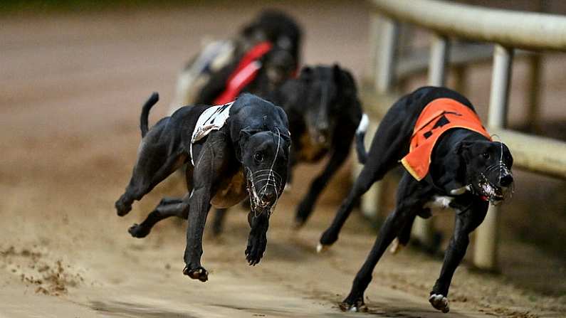 24 September 2022; Storys Peewee, left, on the way to winning race five of the 2022 BoyleSports Irish Greyhound Derby Final meeting at Shelbourne Park in Dublin. Photo by Seb Daly/Sportsfile