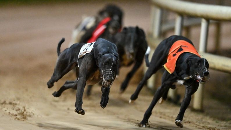 It's The Calm Before The Story On The Irish Greyhound Racing Calendar