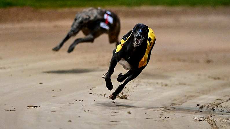 24 September 2022; Kildare on the way to winning Michael Fortune Memorial Derby Plate Final during the 2022 BoyleSports Irish Greyhound Derby Final meeting at Shelbourne Park in Dublin. Photo by Seb Daly/Sportsfile