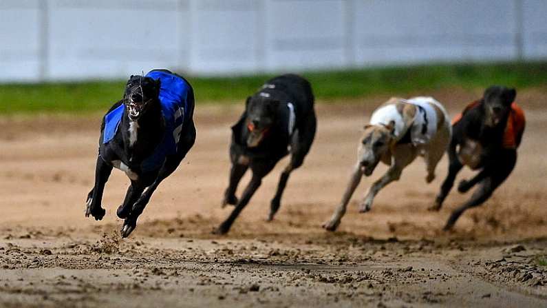 24 September 2022; Pablo Escobark, left, on the way to winning race four of the 2022 BoyleSports Irish Greyhound Derby Final meeting at Shelbourne Park in Dublin. Photo by Seb Daly/Sportsfile