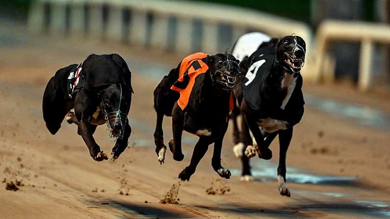 24 September 2022; Greyhounds, from left, Decs Guinness, Liosgarbh Lila and Droopys Edison during race one of the 2022 BoyleSports Irish Greyhound Derby Final meeting at Shelbourne Park in Dublin. Photo by Seb Daly/Sportsfile