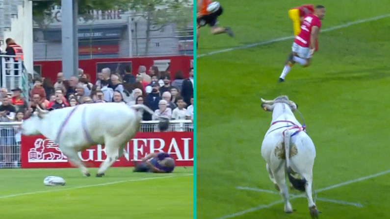 Rampaging Bull Causes Havoc After Being Let Loose At Rugby League Game
