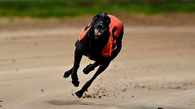 24 September 2022; Born Warrior on the way to winning the 2022 Boylesports Irish Greyhound Derby Final at Shelbourne Park in Dublin. Photo by Seb Daly/Sportsfile