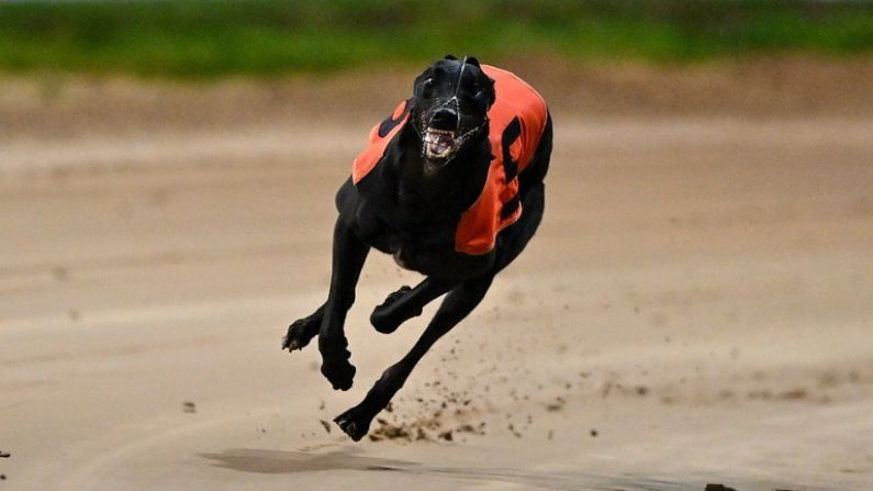 English Derby Draw Highlights Power Of Irish Greyhounds