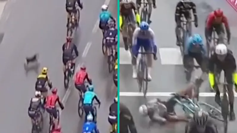 Mad Day At The Giro Sees Dog Causing Crash And Finish Line Mayhem