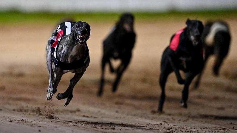 24 September 2022; Crafty Bonanza on the way to winning race six of the 2022 BoyleSports Irish Greyhound Derby Final meeting at Shelbourne Park in Dublin. Photo by Seb Daly/Sportsfile