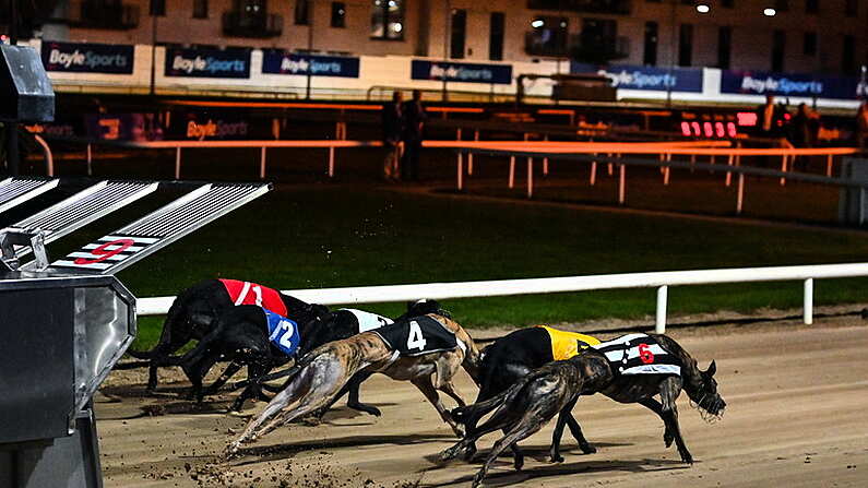 24 September 2022; Greyhounds leave the stalls at the start of the Michael Fortune Memorial Derby Plate Final during the 2022 BoyleSports Irish Greyhound Derby Final meeting at Shelbourne Park in Dublin. Photo by Seb Daly/Sportsfile