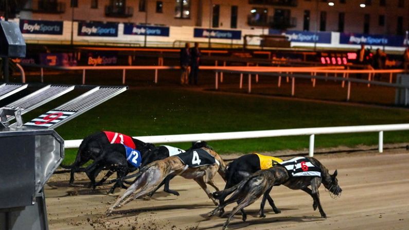 Plenty Of Excitement Ahead As Irish Greyhound Derby Enters Final Stages