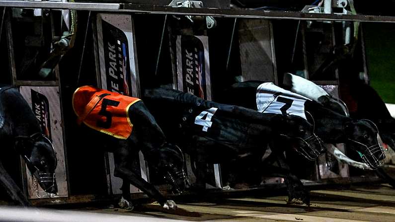 24 September 2022; Greyhounds leave the stalls at the start of race five during the 2022 BoyleSports Irish Greyhound Derby Final meeting at Shelbourne Park in Dublin. Photo by Seb Daly/Sportsfile