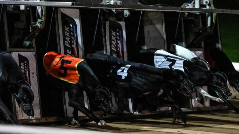 Penultimate Round Of Irish Greyhound Derby Should Provide Plenty Of Thrills