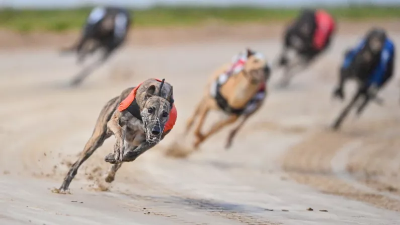 Stars Of The Future Will Again Take Centre Stage At Shelbourne Park This Weekend