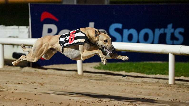 2 September 2023; Blastoff Mac on the way to winning the Michael Fortune Memorial Derby Plate Final at the 2023 BoyleSports Irish Greyhound Derby Final meeting at Shelbourne Park in Dublin. Photo by Seb Daly/Sportsfile