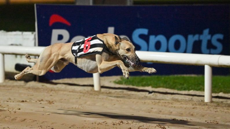 Speedsters Galore As Juvenile Derby Reaches Dramatic Conclusion