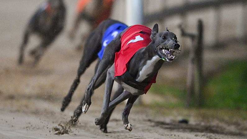 2 September 2023; Hawkfield Blue on the way to winning race six of the 2023 BoyleSports Irish Greyhound Derby Final meeting at Shelbourne Park in Dublin. Photo by Seb Daly/Sportsfile