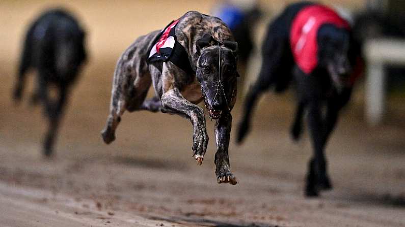 24 September 2022; Crafty Bonanza on the way to winning race six of the 2022 BoyleSports Irish Greyhound Derby Final meeting at Shelbourne Park in Dublin. Photo by Seb Daly/Sportsfile