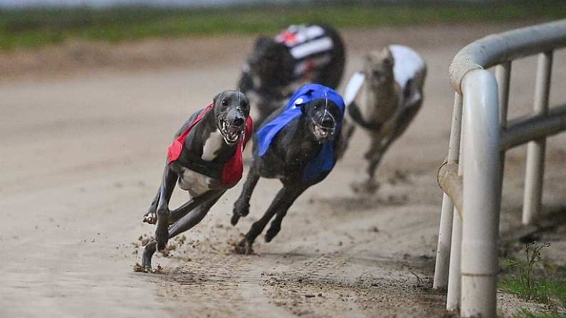 2 September 2023; Hawkfield Blue on the way to winning race six of the 2023 BoyleSports Irish Greyhound Derby Final meeting at Shelbourne Park in Dublin. Photo by Seb Daly/Sportsfile