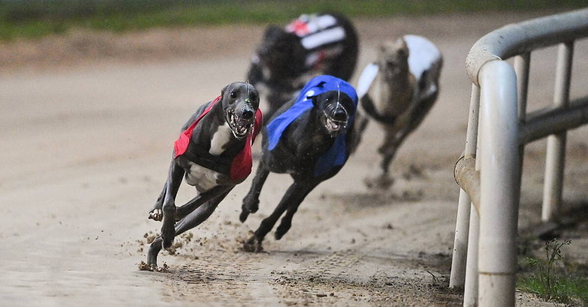 Christmas Has Come Early For Racing Fans At Shelbourne Park | Balls.ie