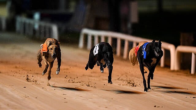 An Absolutely Massive Weekend Of Greyhound Racing Is Imminent | Balls.ie