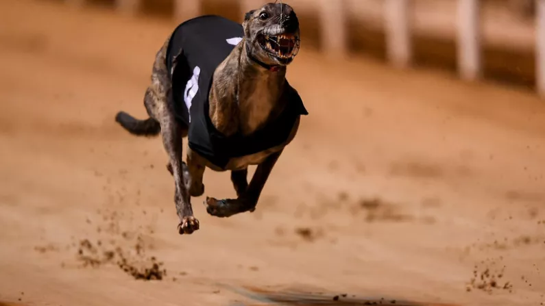 Welcome To One Of The Biggest Weekends Of The Year For Greyhound Racing