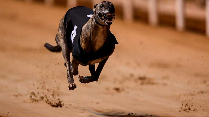 21 September 2019; Macaroon Cruz in action during race nine, The Michael Fortune Memorial Derby Plate Final, at Shelbourne Park in Dublin.  Photo by Harry Murphy/Sportsfile