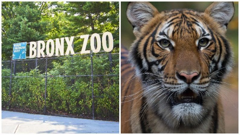 Tiger At The Bronx Zoo Tests Positive For Covid-19