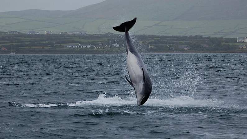 Fisherman Doing What He Can To Keep Fungie Company