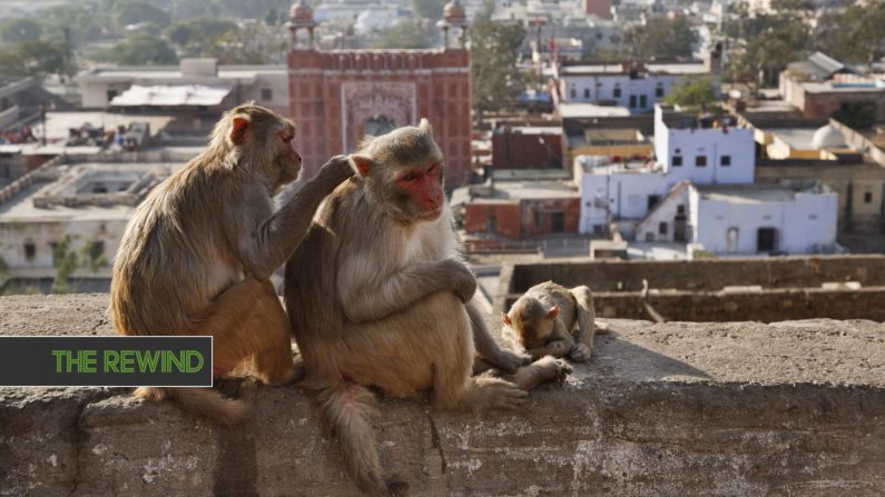 Group Of Monkeys Steal COVID-19 Samples After Attacking Lab Assistant