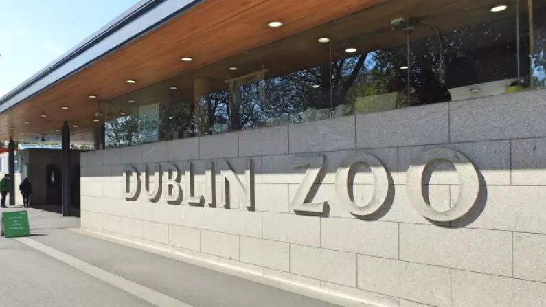 Dublin Zoo Is Reopening On June 2nd With Restrictions