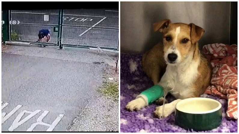 DSPCA Looking To Identify Person Who Dumped Injured Dog At Shelter