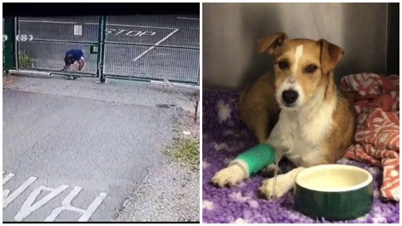 DSPCA Looking To Identify Person Who Dumped Injured Dog At Shelter