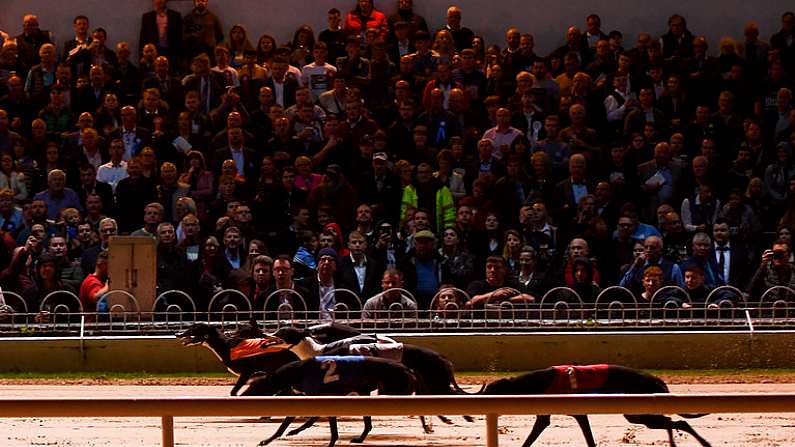 21 September 2019; A general view of runners during race six, Customise Your Bet with BoyleSports Betbuilder 525, at Shelbourne Park in Dublin.  Photo by Harry Murphy/Sportsfile