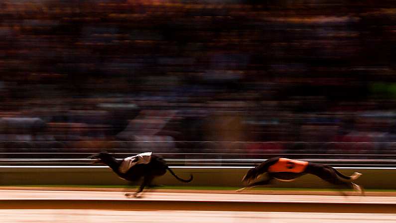 21 September 2019; Grangeview West, left, and  Fahrenheit Lor during race five, Download the Fastest ever BoyleSports App 525  at Shelbourne Park in Dublin.  Photo by Harry Murphy/Sportsfile