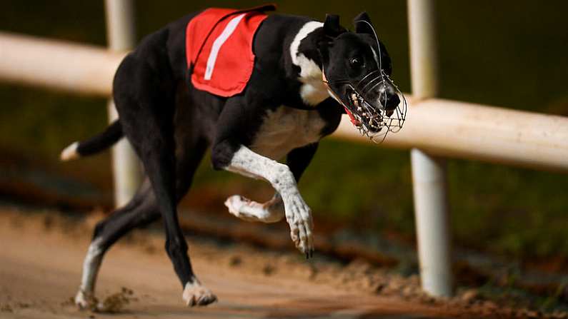 22 September 2018; Boylesports Joy on its way to winning the Boylesports Exclusive Loyalty Reards & Free Bets 525 at Shelbourne Park in Dublin. Photo by Harry Murphy/Sportsfile