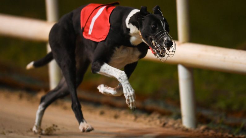 Saturday Might Be The Best Day Of Greyhound Racing In 2021