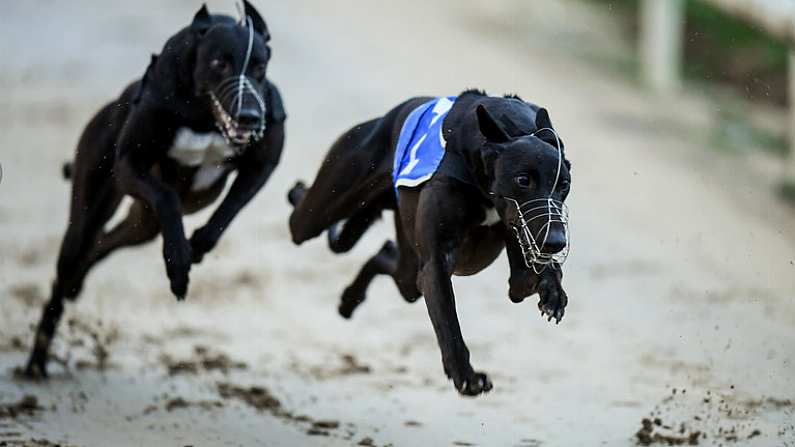 December Racing Heats Up This Weekend At Shelbourne Park