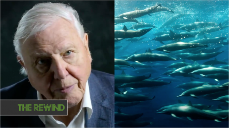 Watch: David Attenborough’s New Netflix Documentary Looks Absolutely Breathtaking And Personal