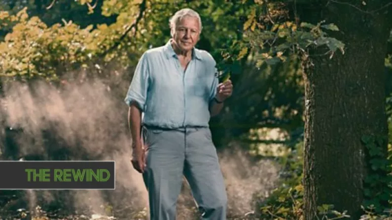 David Attenborough's Brand New BBC Documentary Will Air This Month