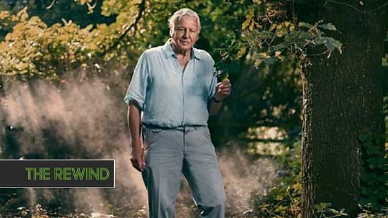 David Attenborough's Brand New BBC Documentary Will Air This Month