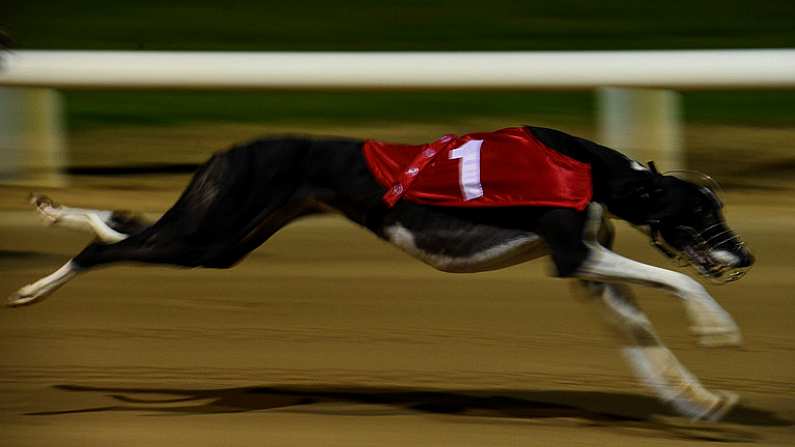 23 September 2017; Jackeen Flyer on its way to winning the BoyleSports Deposit & Withdraw Cash In Store Open 750 during Final Night at Shelbourne Park in Dublin. Photo by Cody Glenn/Sportsfile