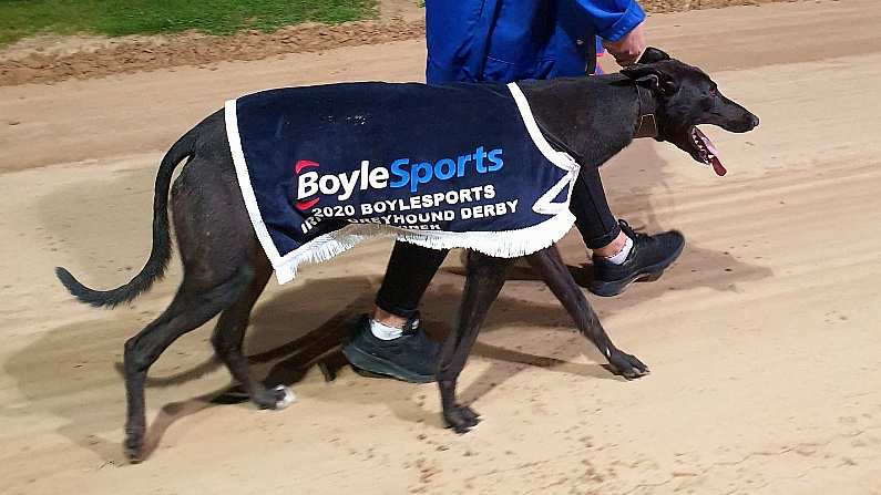 Newinn Taylor Wins Memorable 2020 Irish Greyhound Derby