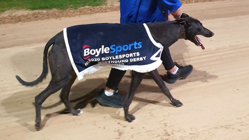 Newinn Taylor Wins Memorable 2020 Irish Greyhound Derby