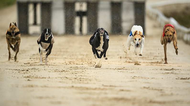 18 June 2020; Greyhounds during The Loch Graman Five-2-Five A2 Stakes at Enniscorthy Greyhound Stadium in Wexford. Greyhound racing across the Republic of Ireland returned, on 18 June, as restrictions on sporting events are relaxed during the Coronavirus (COVID-19) pandemic. Photo by Stephen McCarthy/Sportsfile