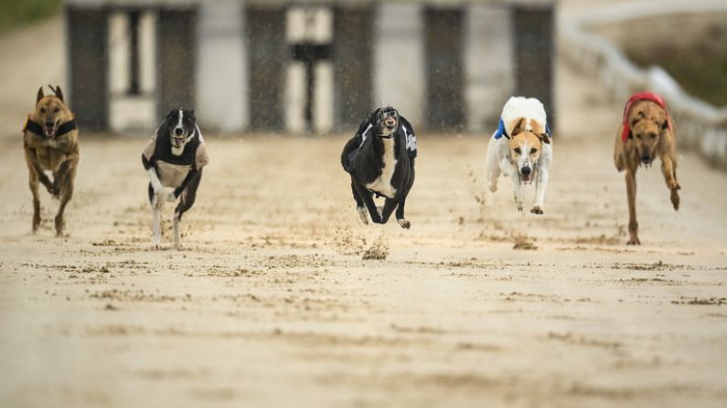 From Nottingham To Curraheen Park, Looking Ahead To A Huge Weekend Of Greyhound Racing
