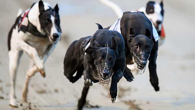 3 January 2019; It's My Time in action during race three, Go Greyhound Racing 525, at Kilcohan Park in Waterford. The meeting was the first early morning meeting to be held at the Waterford greyhound track. Photo by Stephen McCarthy/Sportsfile