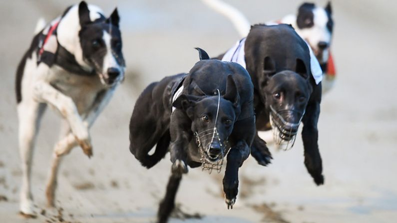 Irish Greyhounds Laid Down A Marker In Nottingham And More Big Performances Are Expected Saturday