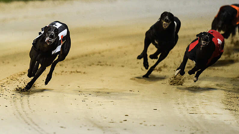 17 September 2016; Rural Hawaii, far left, on their way to winning The Final of the 2016 Boylesports Irish Greyhound Derby ahead of Holycross Leah, far right, and Sonic, centre, in Shelbourne Park, Dublin. Photo by Cody Glenn/Sportsfile