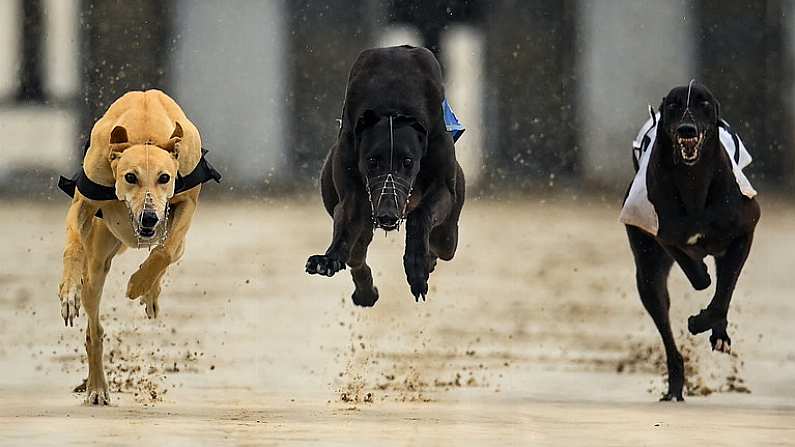 18 June 2020; Greyhounds, from left, Lady Primrose, Strictly Honey and Cosy Coyote during The Slan Abhaile Five-2-Five A3 Stakes at Enniscorthy Greyhound Stadium in Wexford. Greyhound racing across the Republic of Ireland returned, on 18 June, as restrictions on sporting events are relaxed during the Coronavirus (COVID-19) pandemic. Photo by Stephen McCarthy/Sportsfile