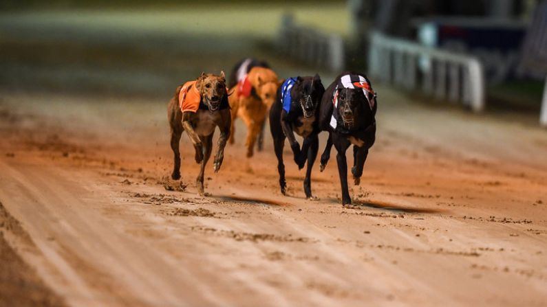 Greyhound Racing Season Heating Up On Both Sides Of The Irish Sea