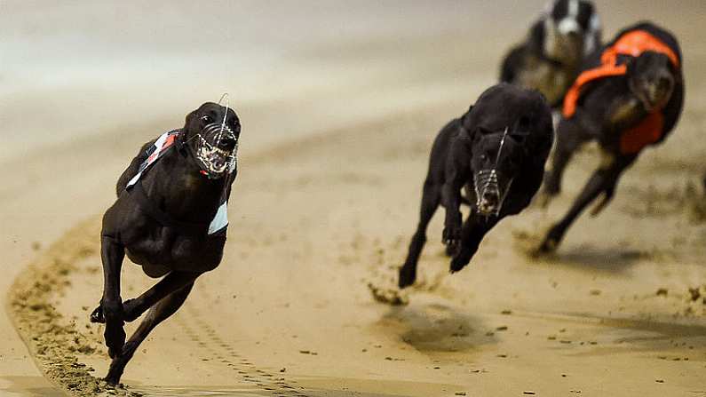 17 September 2016; Rural Hawaii, far left, on their way to winning The Final of the 2016 Boylesports Irish Greyhound Derby ahead of the field including Sonic, from centre left, Escapism, and Ballymac Matt, in Shelbourne Park, Dublin. Photo by Cody Glenn/Sportsfile